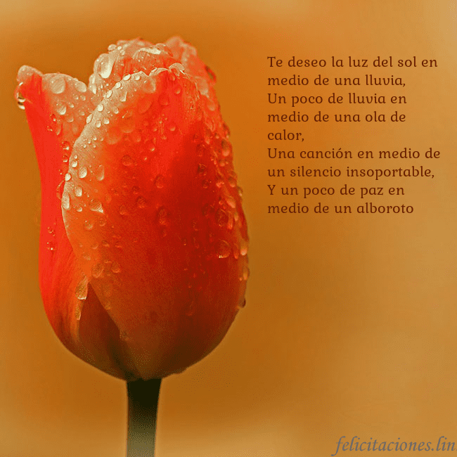 Tarjeta de cumpleaños con tulipán rojo Te deseo la luz del sol en medio de una lluvia,
Un Tarjeta de cumpleaños con tulipán rojo