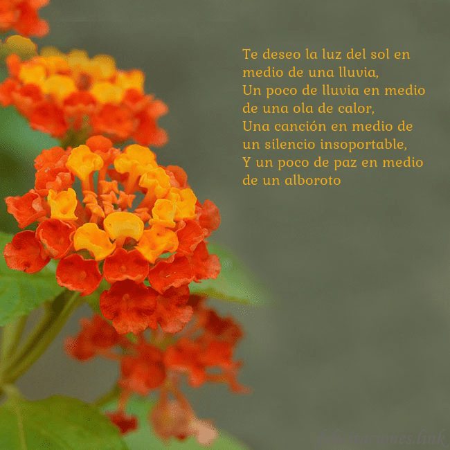 Tarjeta de cumpleaños con flores naranjas Te deseo la luz del sol en medio de una lluvia,
Un Tarjeta de cumpleaños con flores naranjas