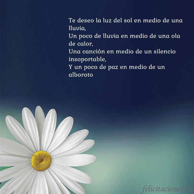 Postal con una gran margarita