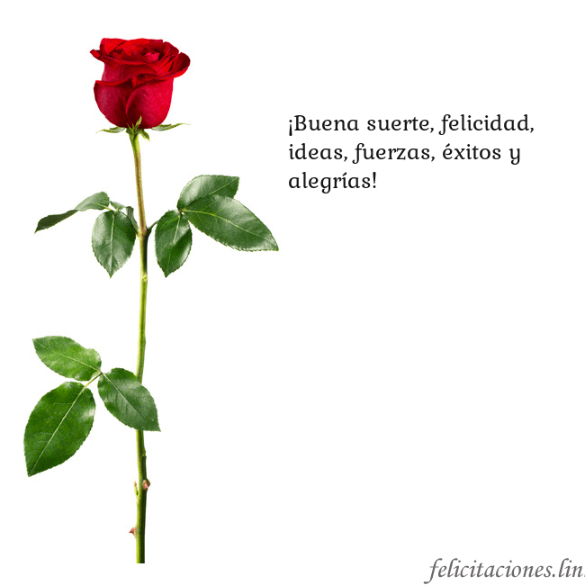 Tarjeta con una rosa roja