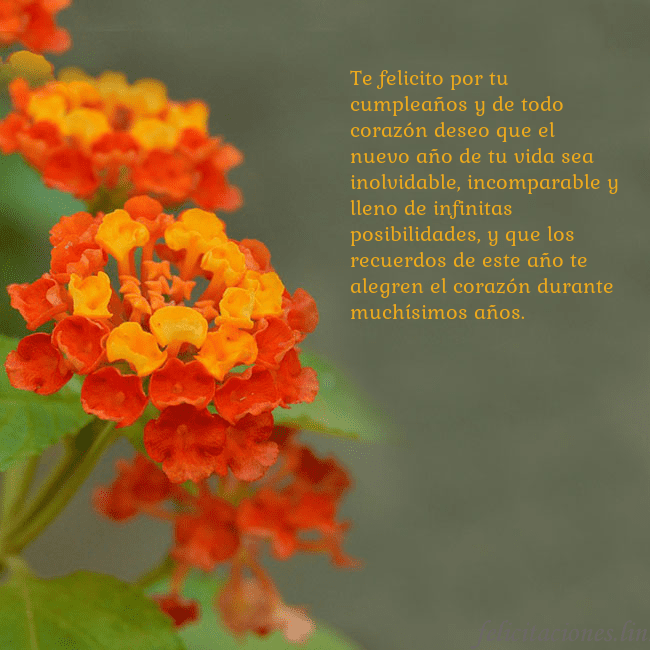 Tarjeta de cumpleaños con flores naranjas Te felicito por tu cumpleaños y de todo corazón de Tarjeta de cumpleaños con flores naranjas