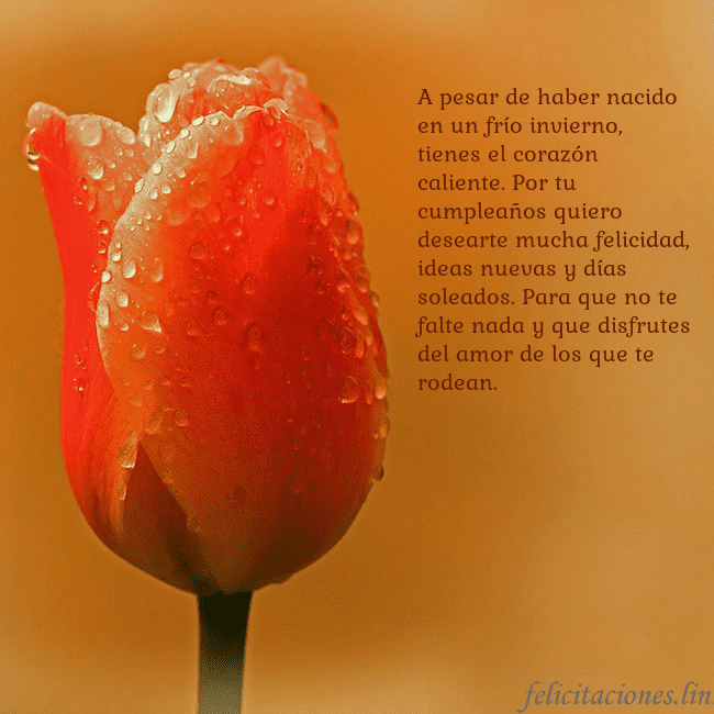 Tarjeta de cumpleaños con tulipán rojo A pesar de haber nacido en un frío invierno, tiene Tarjeta de cumpleaños con tulipán rojo